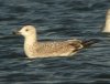 Caspian Gull at Paglesham Lagoon (Steve Arlow) (160501 bytes)